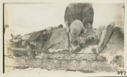 Image of Seal White Coat - caught by Robie's Eskimos